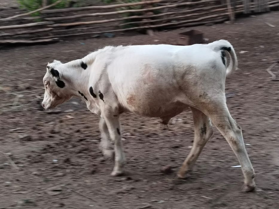 Продам. Бычок 1,5 лет