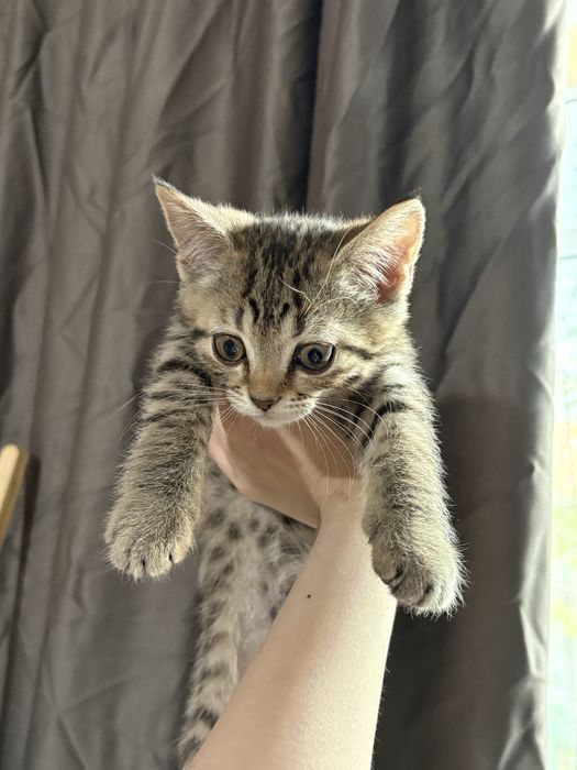 Котята британцы 2 мальчика