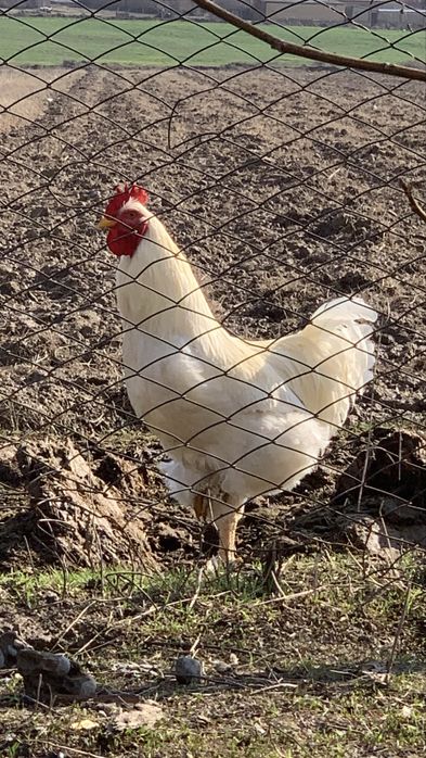 4 ta sogʻlom xoʻroz sotiladi