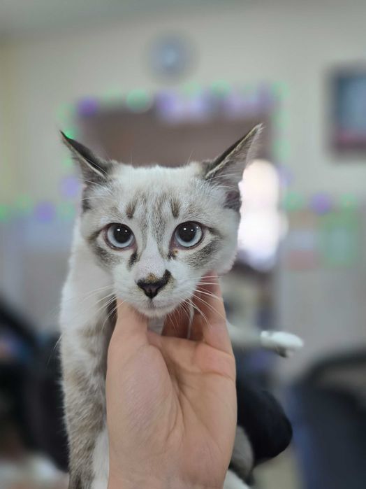 Котёнок ищет семью!