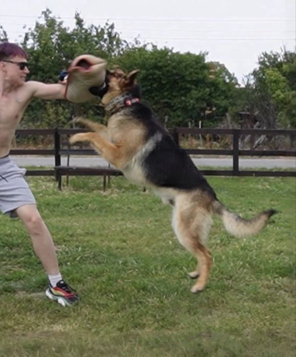 Mascul Ciobanesc German cu pedigree si drept de monta