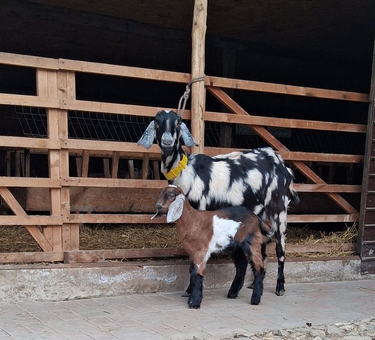 Vând capra Anglo Nubiană
