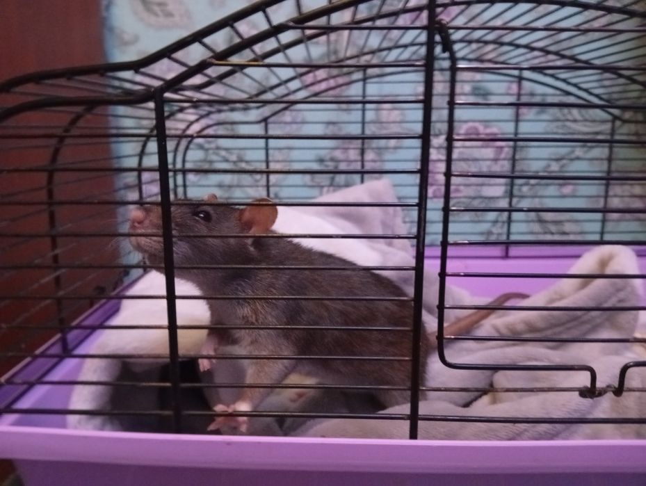Отдам крысу бесплатно