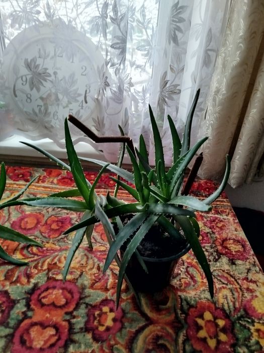 Алое вера (многолетник)