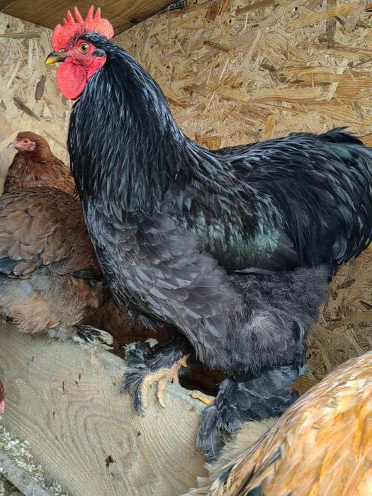 Cocos negru talie mare