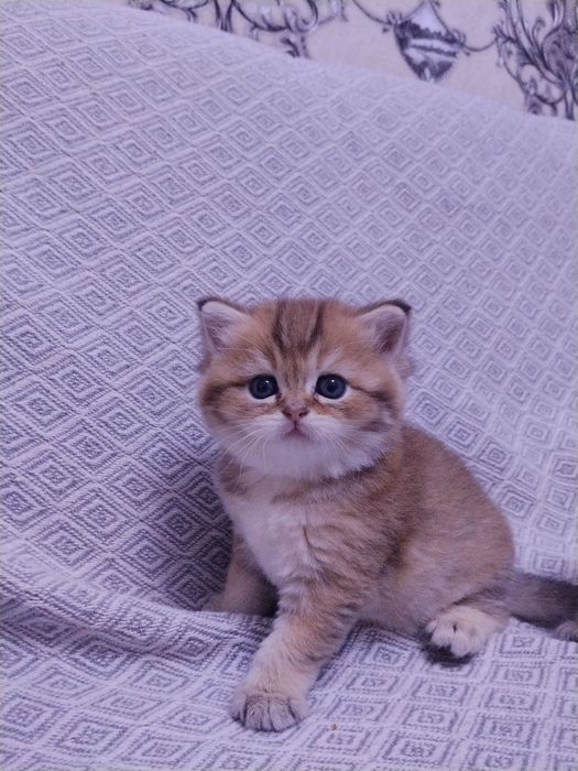Британские котята шиншилла