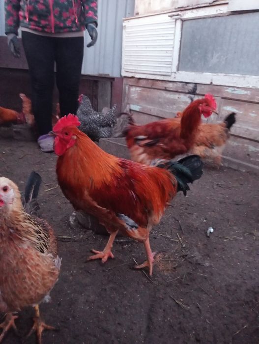 Продам молодых петухов