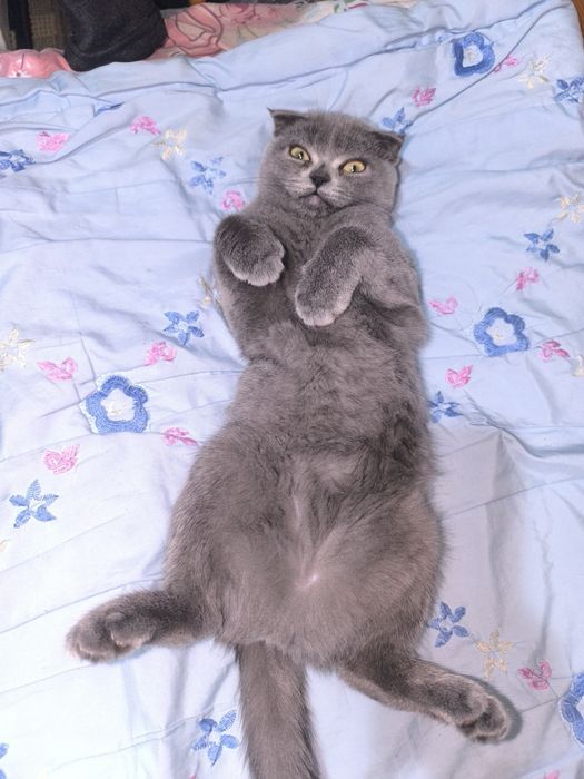 Шотландский фолд и страйт