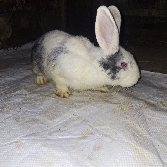 Кролики Баран(мать баран отец карлик)