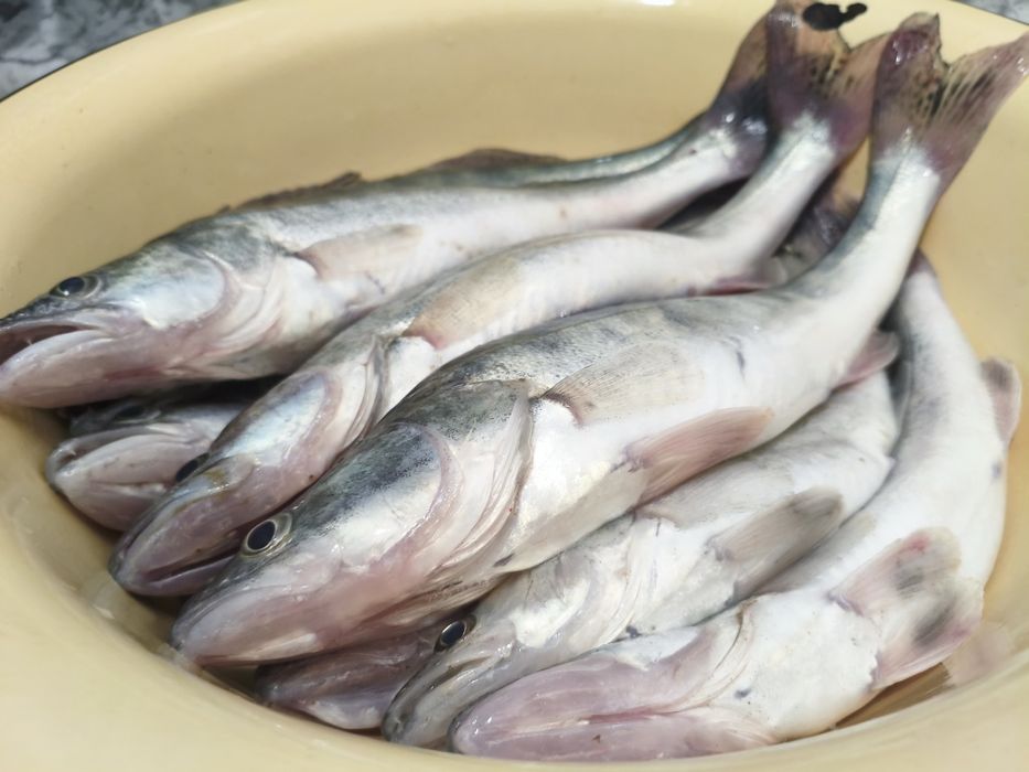 Судак свежий дёшево