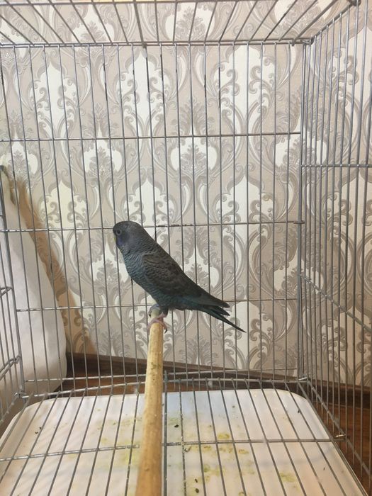 Papugay toti qush perevaznoy qora qanot