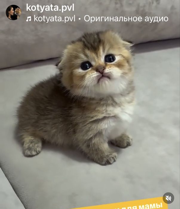 Манчкин коротколапый мальчик