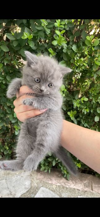 Британски късокосмести котенца