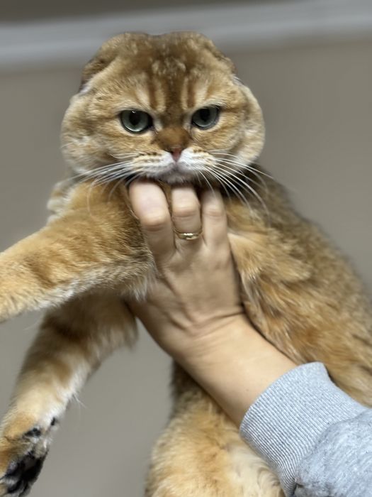 Шикарный Зеленоглазый скотиш фолд