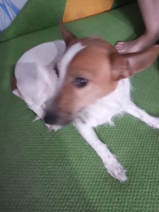 Отдам собачку Джек-Рассел Терьер