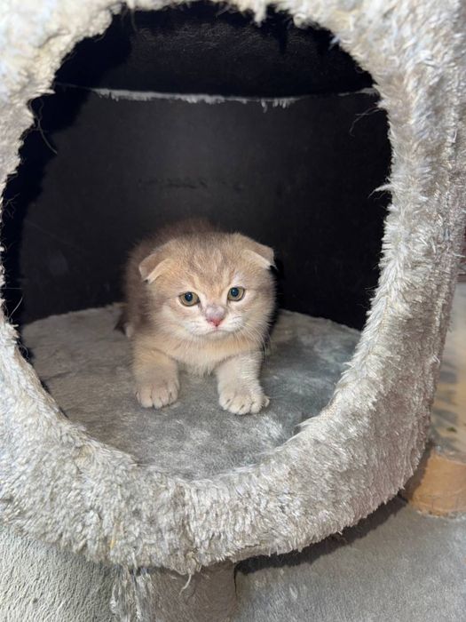 Mushukchalar sotiladi