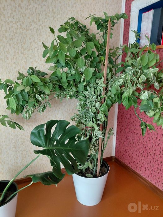 Домашние цветы . Берёзка и монстера