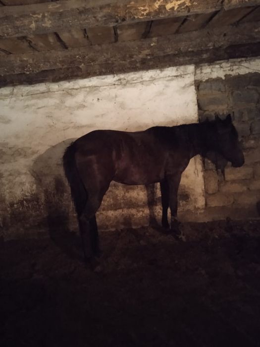 3 жасар байтал сатылады