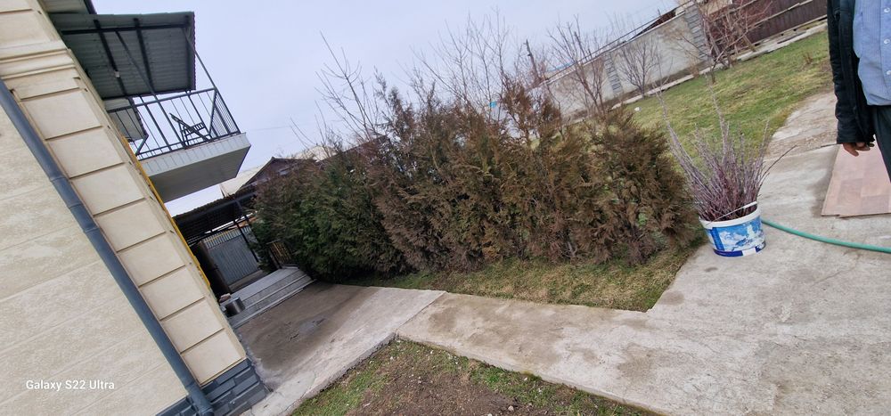 Продам туй срочно