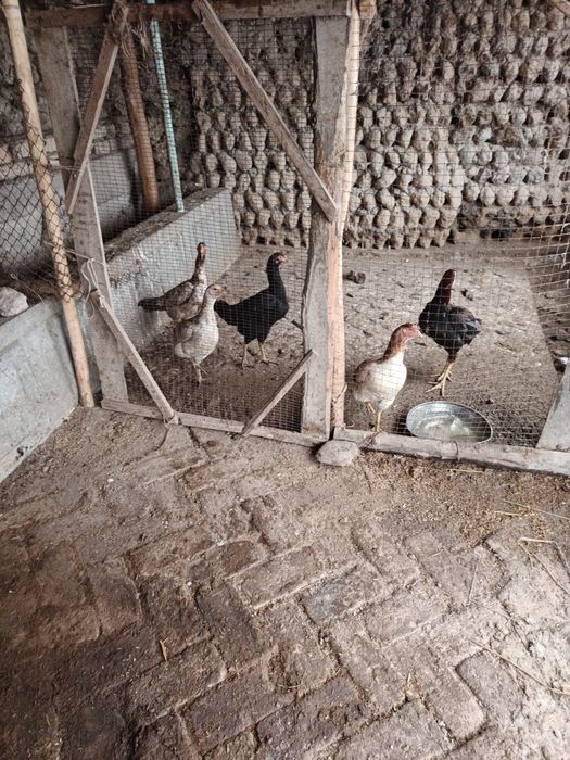 Сотилади  сотилади