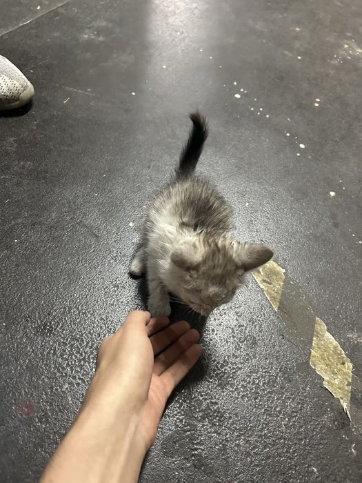 Котенок мальчик маленький