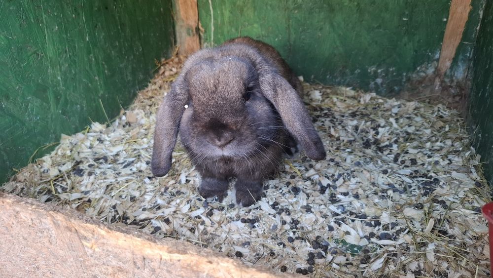 Berbec pitic Thuringer