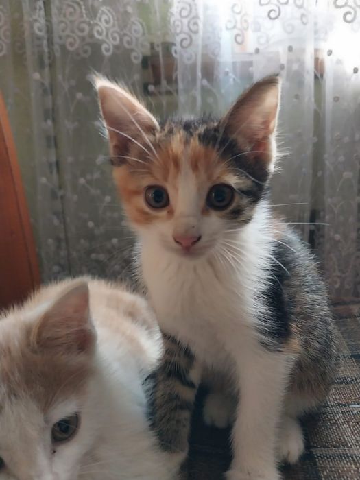Котята в добрые руки.