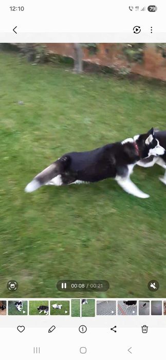 Husky Siberian rasa pura