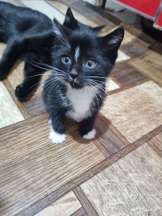 Котёнок в Ответственные и добрейшие руки