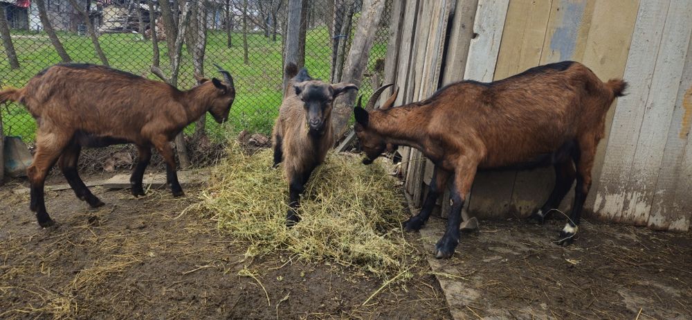 Vănd capre rasa alpină franceză