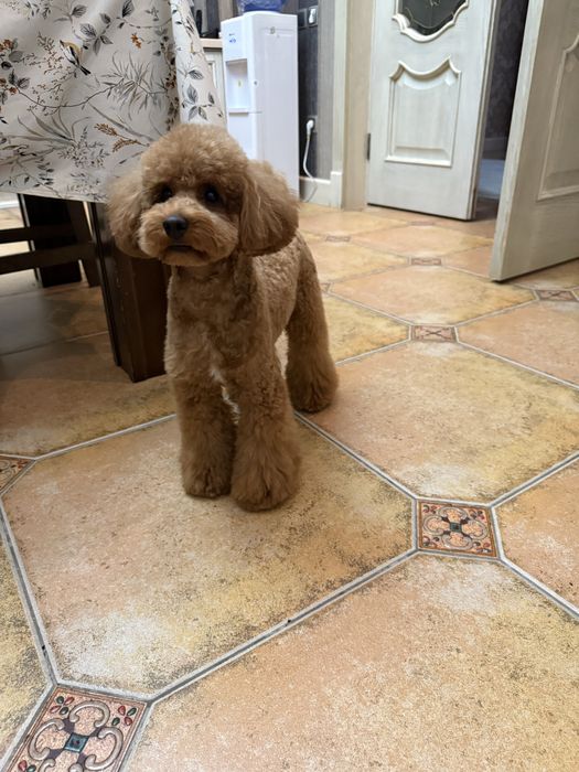 Вязка той пудель