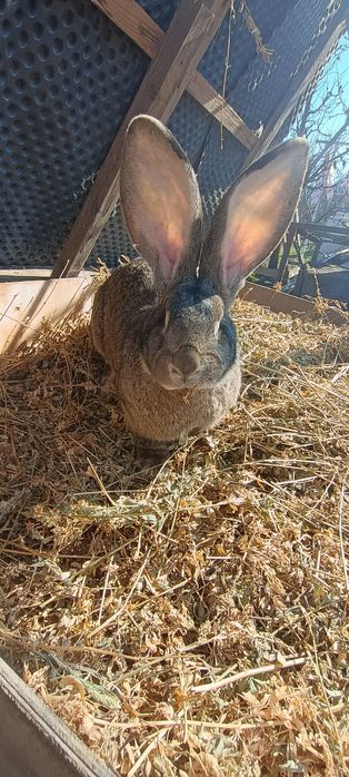 Vând iepuri uriaș belgian