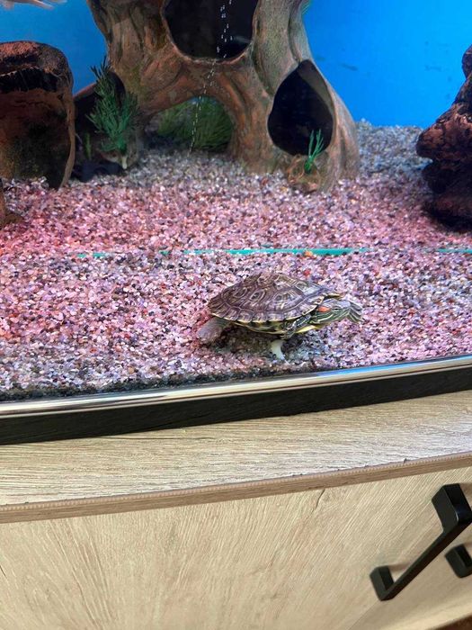 черепаха тошбака 10см