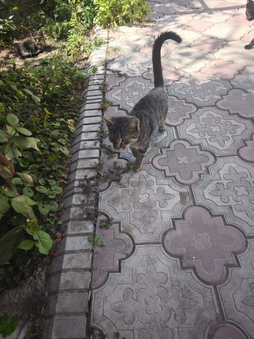 Отдам котят в хорошие,добрые руки
