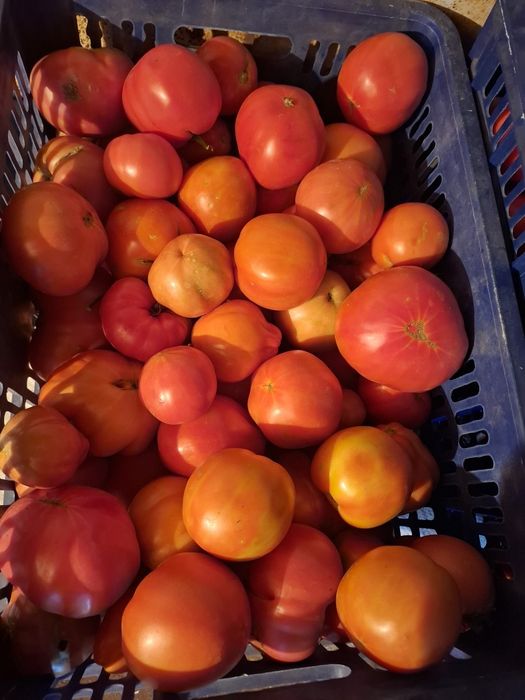 Продам дачные помидоры