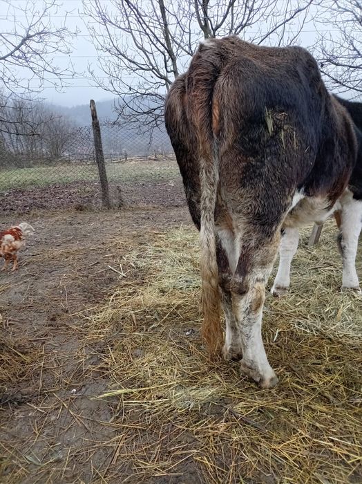Vând vacă cu lapte