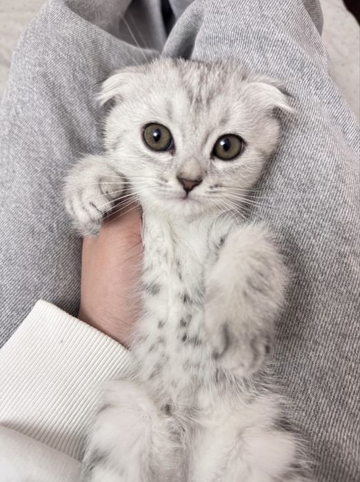 Продаётся кошка, шотладская