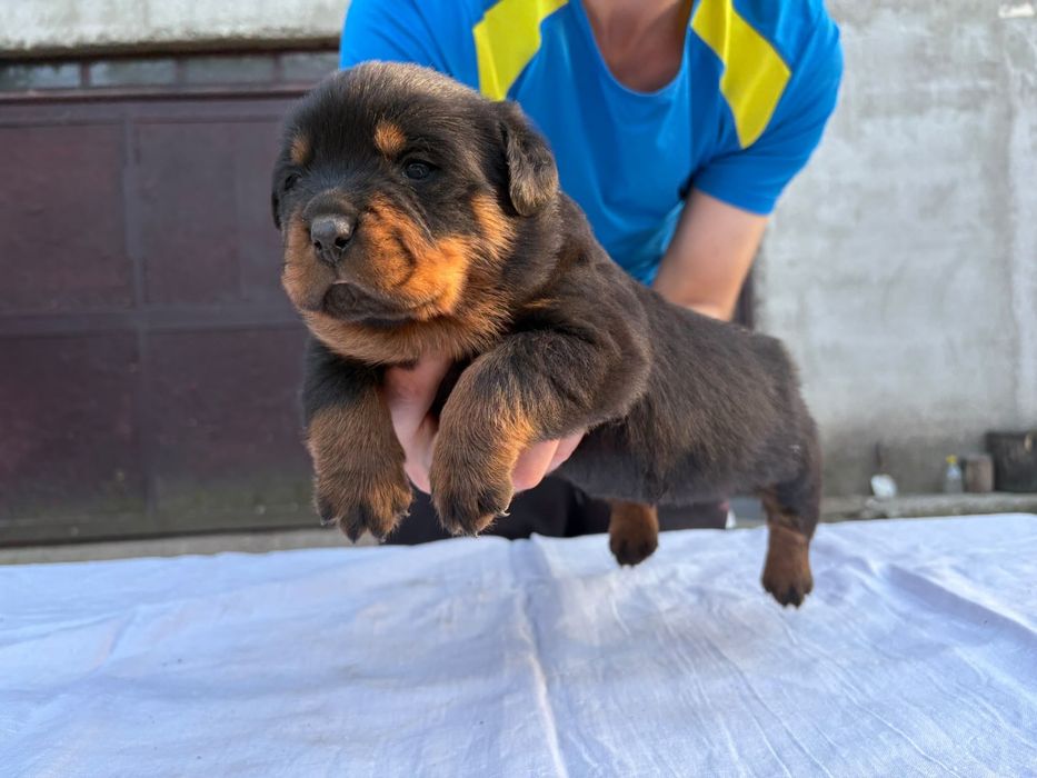 Vand pui rottweiler