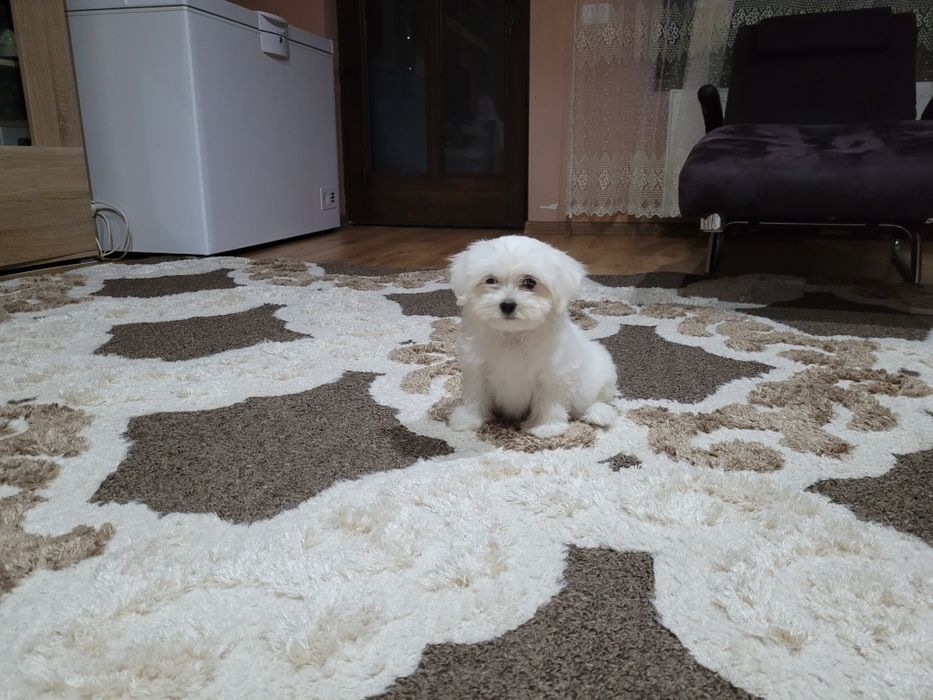 Bichon maltez toy
