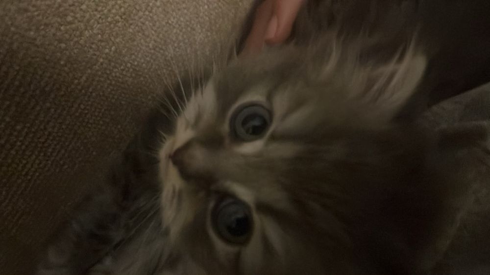 Котёнок девочка 1.5мес.