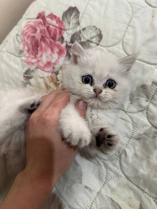 Британская Шиншилла shinshilla / shinshila Шиншила