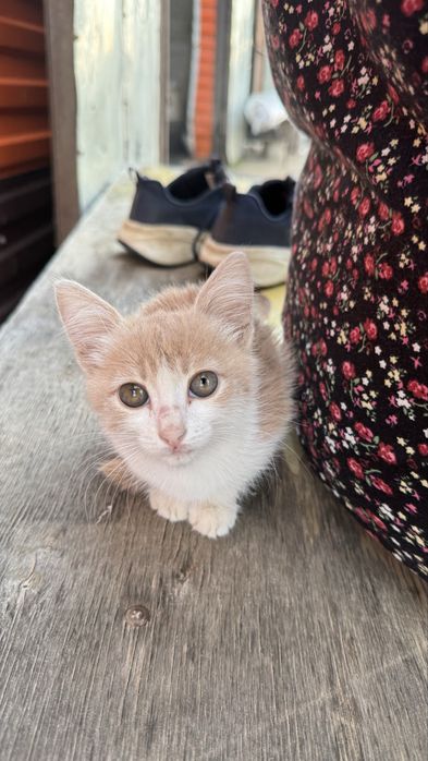 Котенок в добрые рукм