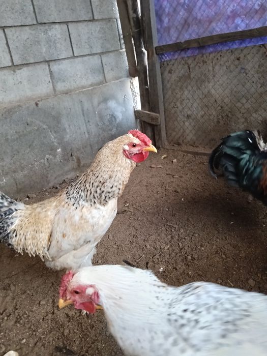 Продам молодой петухи