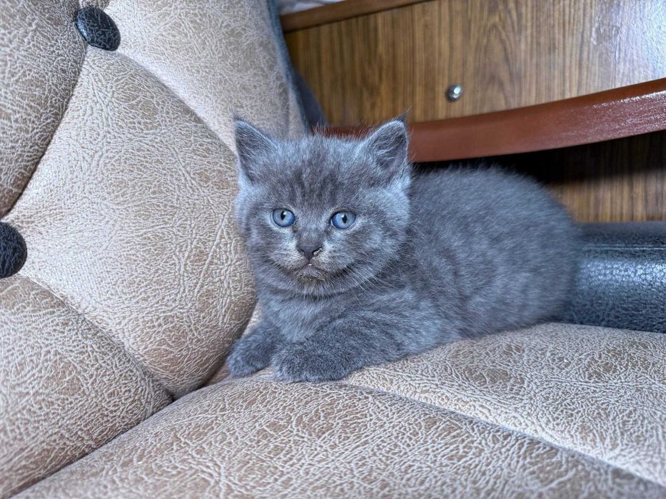 Продается котенок скоттиш страйт