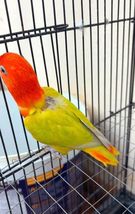 Tineret agapornis și nimfe