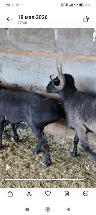 Продам баран Кошкары