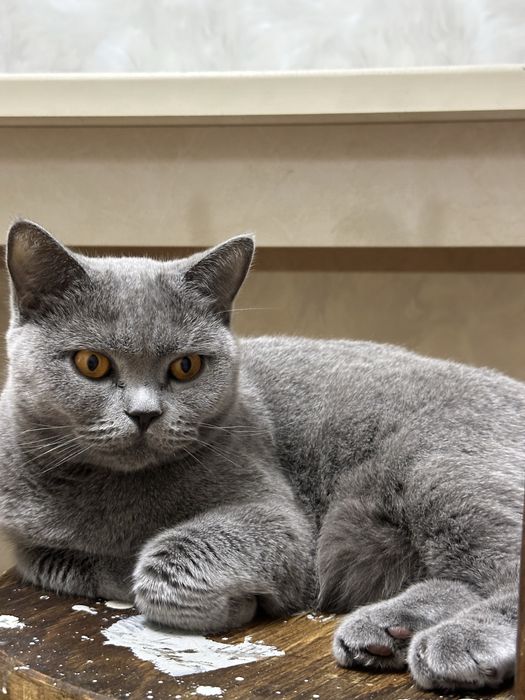 Продается британская кошечка