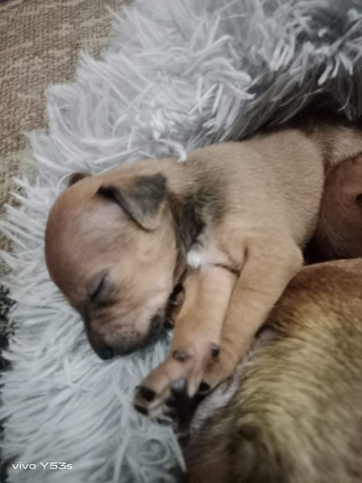 Продаём  щенков той терьера