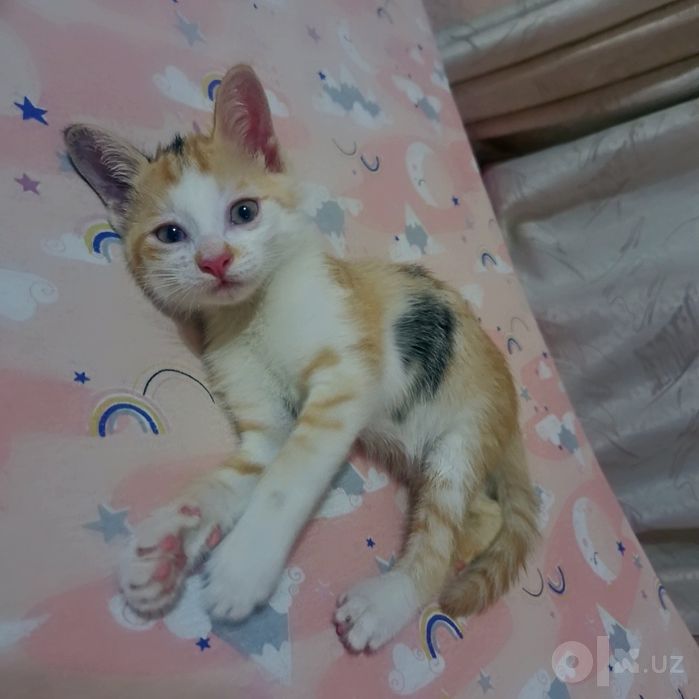 Отдам котят в хорошие заботливые руки.  К лотку приучены.