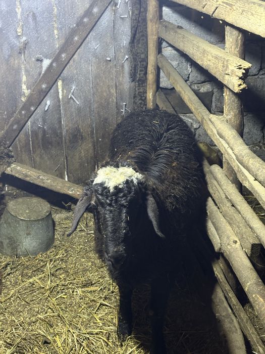 Племенной кошкар на потомство